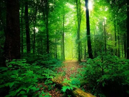 Silent Valley National Park