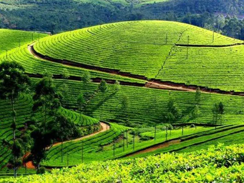 munnar