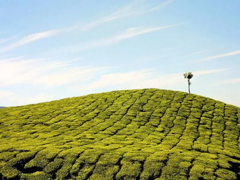 Tea plant