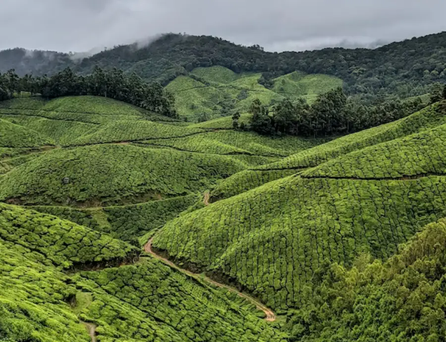 munnar