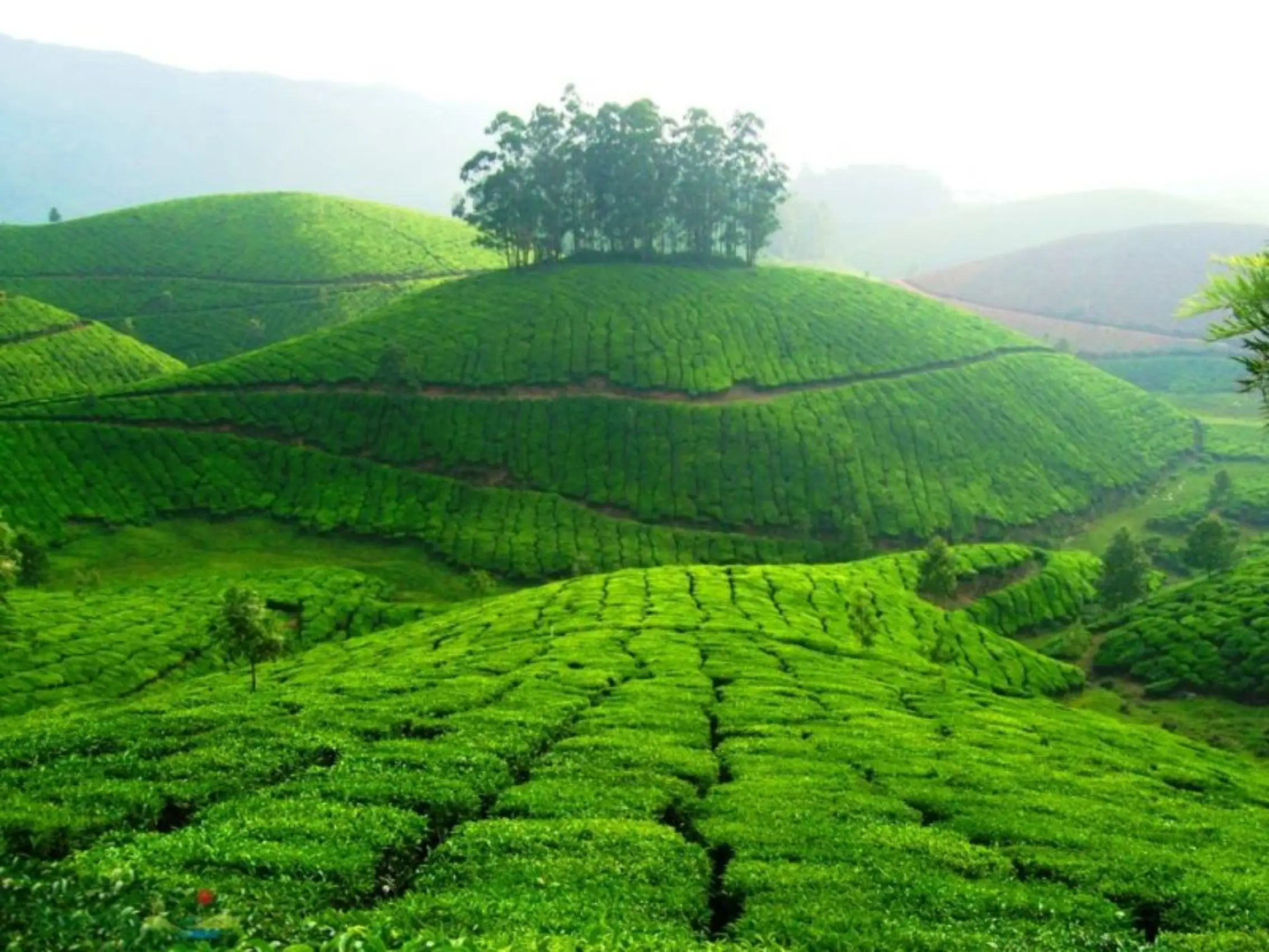 tea plant