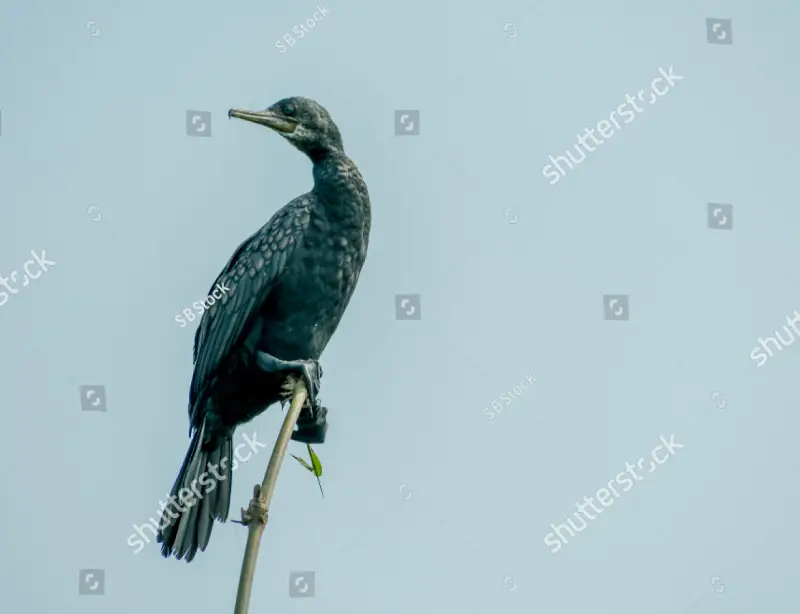 Indian cormorant