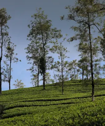 Tea plant